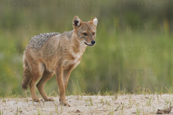 Golden jackal (Canis aureus)