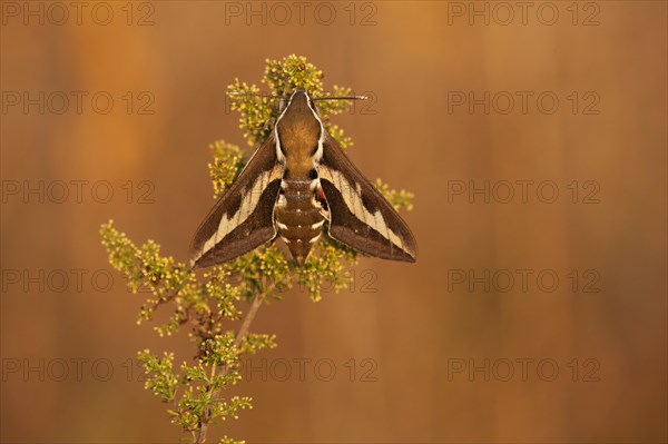 Bedstraw Hawk-Moth (Hyles gallii)