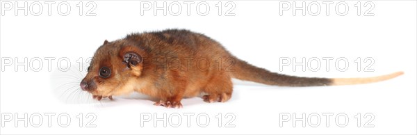 Common Ringtail Possum (Pseudocheirus peregrinus)