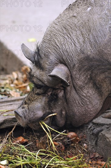 Vietnamese Pot-bellied Pig