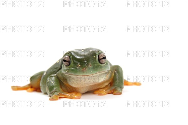 Dainty Green Tree Frog (Litoria gracilenta)