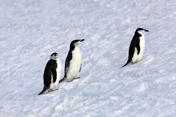 Chinstrap penguins (Pygoscelis antarctica)
