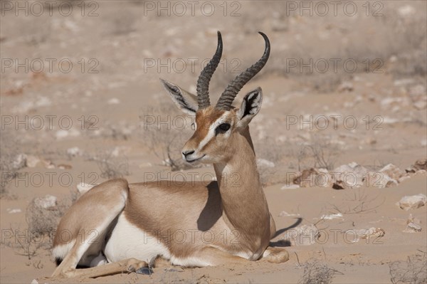 Arabian Oryx (Oryx leucoryx)