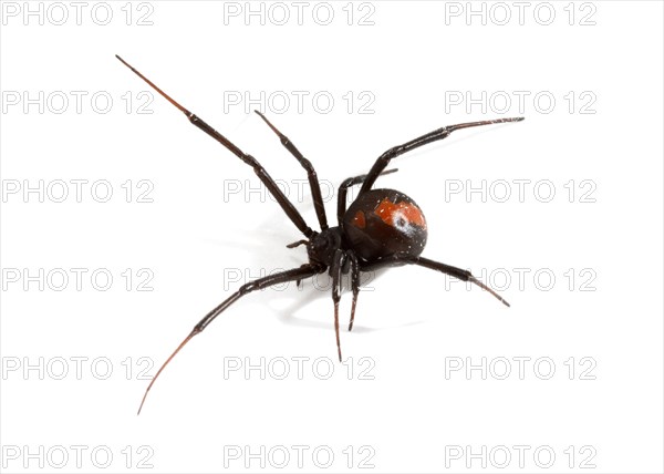 Redback Spider (Latrodectus hasselti)