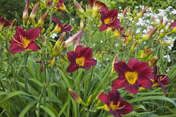 Burgundy and yellow 'Vintage Bordeaux' daylilies (Hemerocallis)