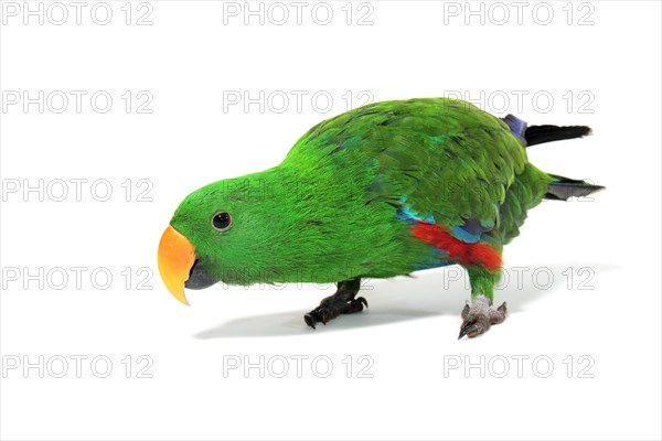 Eclectus Parrot (Eclectus roratus)