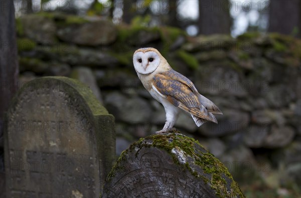 Barn Owl (Tyto alba) on a grave stone