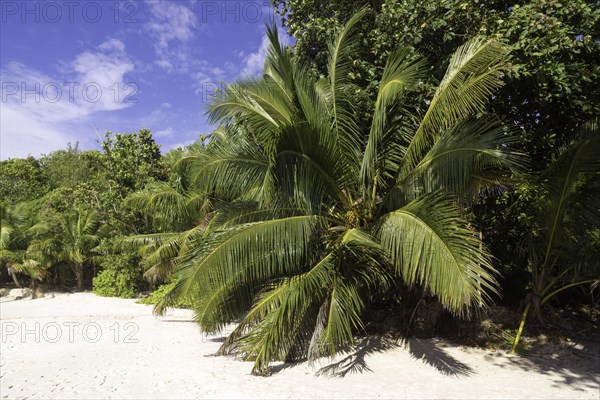Sandy beach with coconut trees