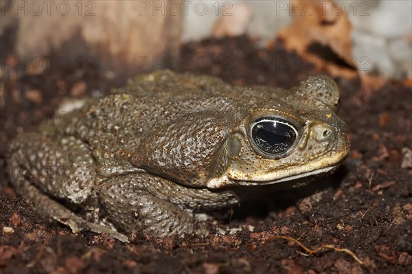 Cane Toad (Bufo marinus