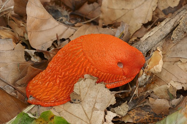 Large Red Slug (Arion rufus) feeding on fungus North Rhine-Westphalia