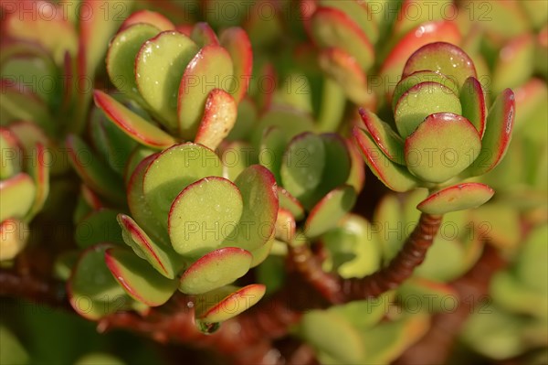 Silver Dollar Plant (Crassula arborescens)