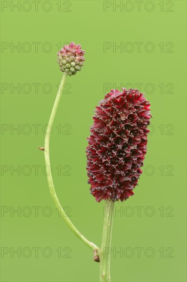 Great Burnet (Sanguisorba officinalis)