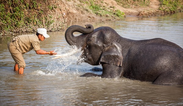 A man bathing an Asian Elephant (Elephas maximus)