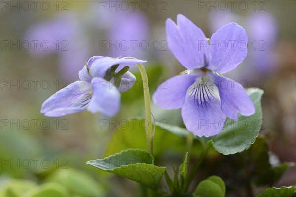 Dog Violet (Viola canina)