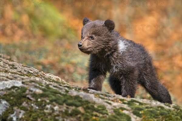 European brown bear (Ursus arctos)