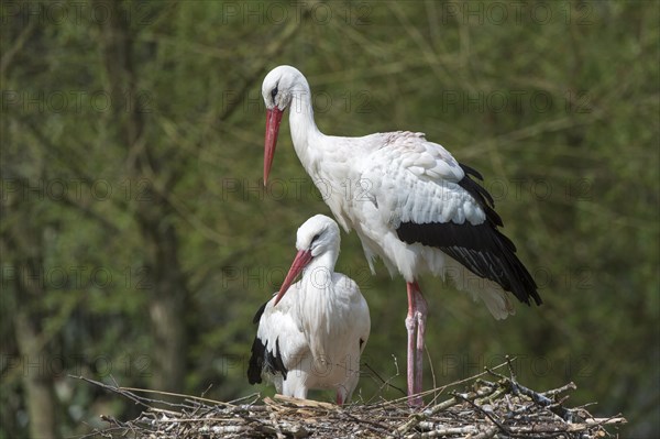 White Stork (Ciconia ciconia)