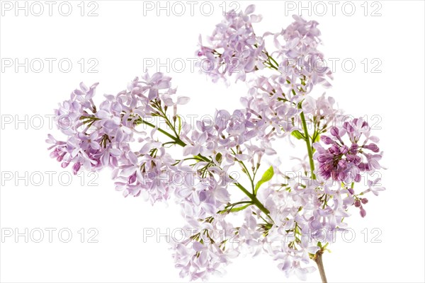 Common Lilac flowers (Syringa vulgaris)