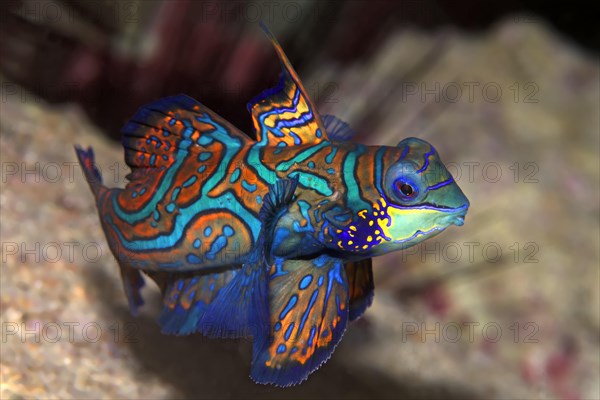 Mandarinfish or Mandarin Dragonet (Synchiropus splendidus)