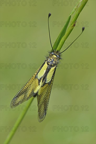 Owly Sulphur (Libelloides coccajus)