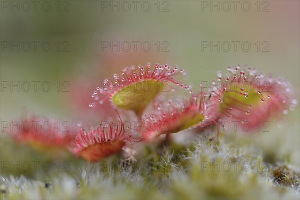 Sundew (Drosera rotundifolia)