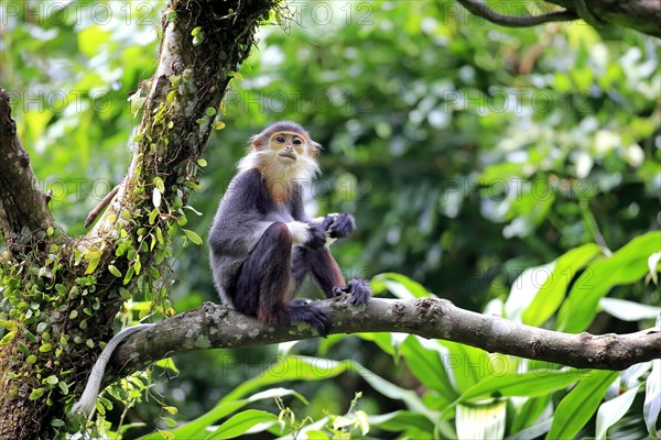 Red-shanked douc (Pygathrix nemaeus)