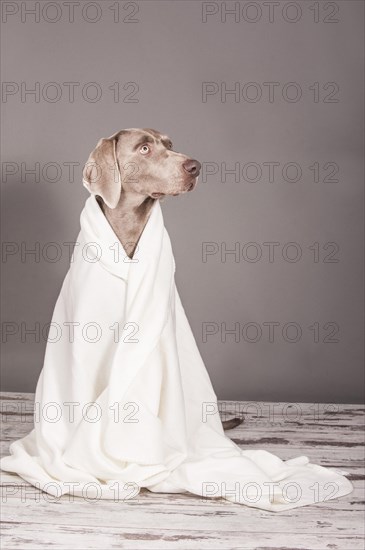 Weimaraner dog wrapped in a blanket