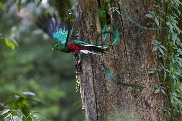 Resplendent quetzal (Pharomachrus mocinno)