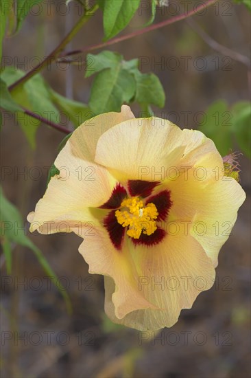 Galapagos Cotton (Gossypium barbadense var. darwinii)