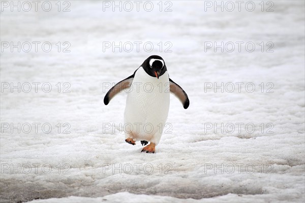 Gentoo Penguin (Pygoscelis papua)