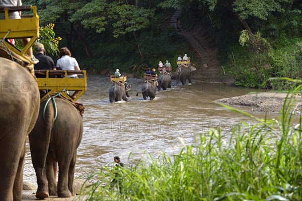 Elephant trekking with Asian or Asiatic Elephants (Elephas maximus) at Mae Tang River