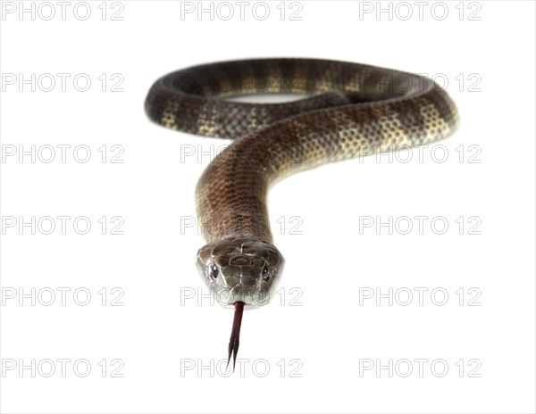 Tiger Snake (Notechis scutatus)