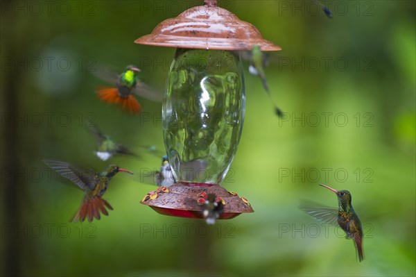 Rufous-tailed Hummingbird (Amazilia tzacatl) at feeder