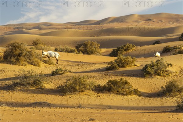 Arabian Oryx (Oryx leucoryx)