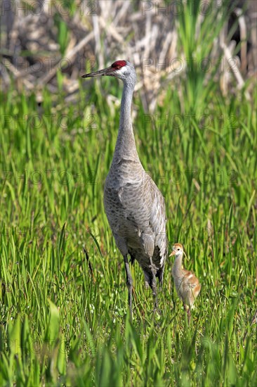 Sandhill Crane (Grus canadensis) with young