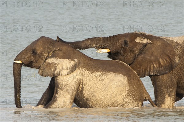 African elephants (Loxodonta africana) playfighting at the Namutoni water hole