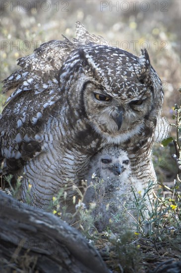 Spotted Eagle-Owl (Bubo africanus) with chick