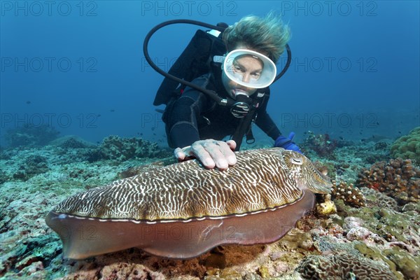 Diver touching a Broadclub Cuttlefish (Sepia latimanus)