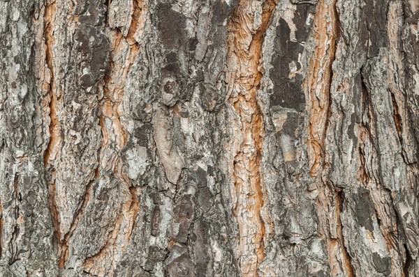 Bark of a pine tree (Pinius pinea)