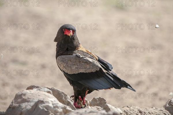 Bateleur (Terathopius ecaudatus)