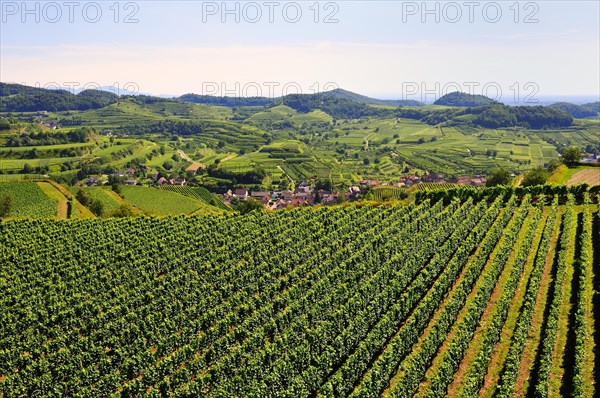 View of the vineyards and Oberbergen from the Mondhalde lookout