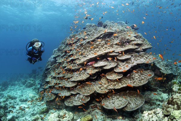 Scuba Diver looking at a large stone coral with Anthias (Anthiadinae)