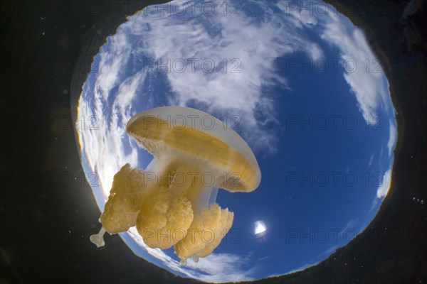 Golden Medusa or Papuan Jellyfish (Papua Mastigias) against the water surface