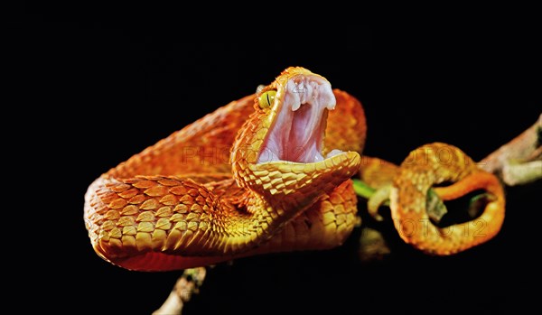 Mayombe Bush-Viper (Atheris squamigera anisolepis)