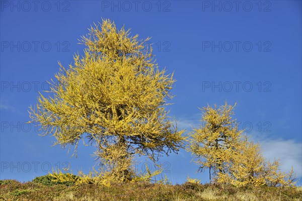 European Larch (Larix decidua)