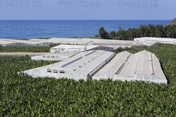 Banana plantation in Yakacik near Anamur