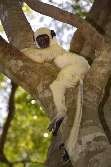 Van Der Decken's Sifaka (Propithecus deckenii)