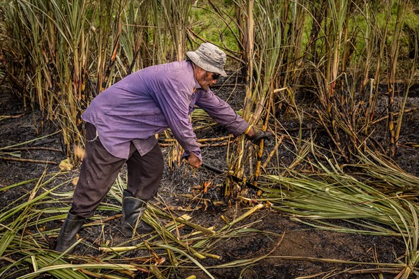 Worker harvesting sugar cane by hand