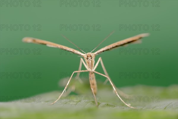 Rose Plume Moth (Cnaemidophorus rhododactyla)