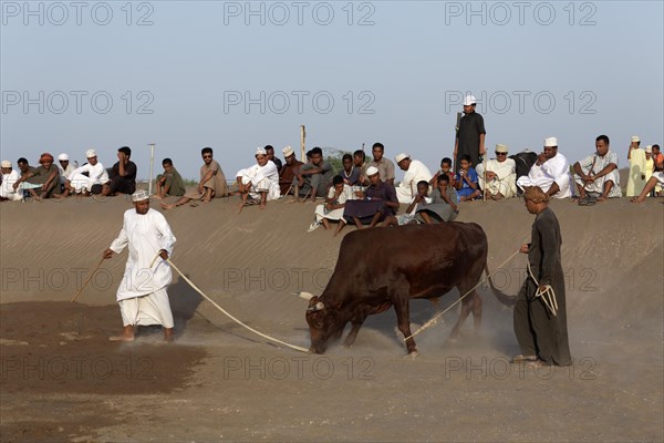 Omanis wearing traditional clothing leading a bull on leash in front of spectators to a bull fight