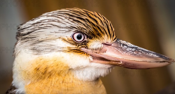 Laughing Kookaburra (Dacelo novaeguineae)